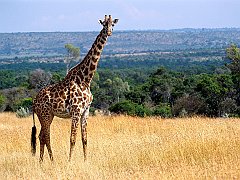 Giraffe, Masai Mara Game Reserve, Kenya